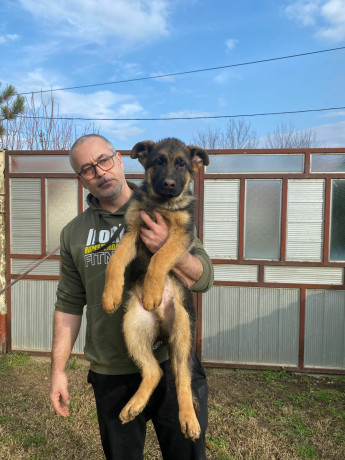 nemacki-ovcar-kratkodlaki-stenci-u-ponudi-big-1