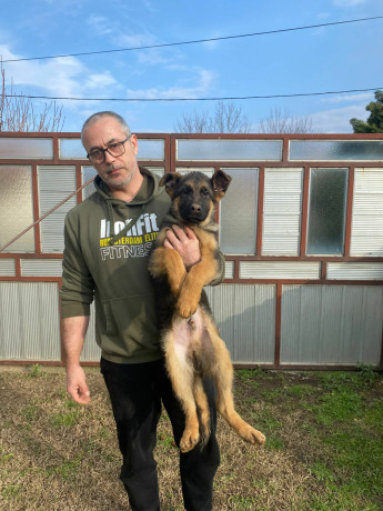 nemacki-ovcar-kratkodlaki-stenci-u-ponudi-big-4