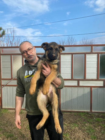 nemacki-ovcar-kratkodlaki-stenci-u-ponudi-big-0