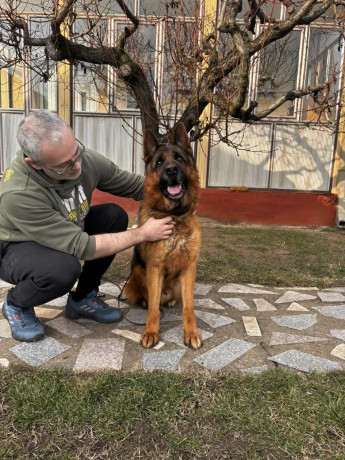 nemacki-ovcar-kratkodlaki-stenci-u-ponudi-big-3