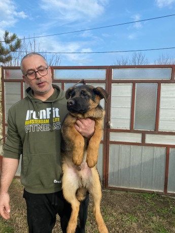 nemacki-ovcar-kratkodlaki-stenci-u-ponudi-big-2