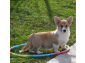 velski-korgi-welsh-corgi-pembroke-small-4