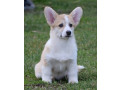 velski-korgi-welsh-corgi-pembroke-small-0