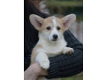 velski-korgi-welsh-corgi-pembroke-small-1
