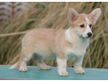 velski-korgi-welsh-corgi-pembroke-small-2
