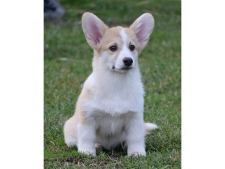 Velški Korgi Welsh Corgi Pembroke
