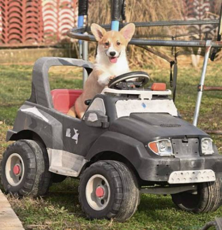 velski-korgi-welsh-corgi-pembroke-big-3