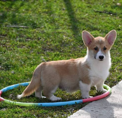 velski-korgi-welsh-corgi-pembroke-big-4