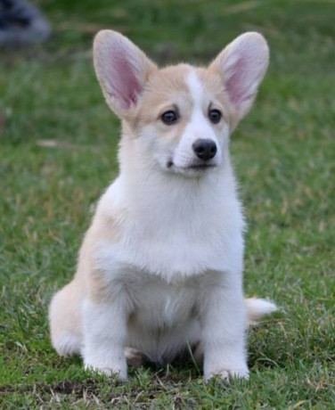 velski-korgi-welsh-corgi-pembroke-big-0