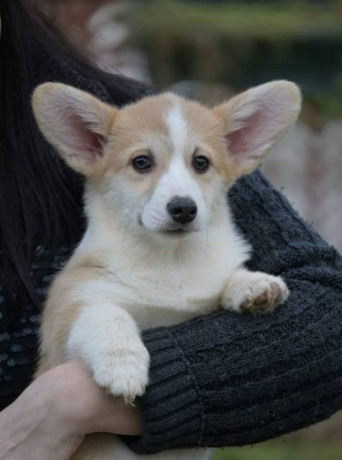 velski-korgi-welsh-corgi-pembroke-big-1