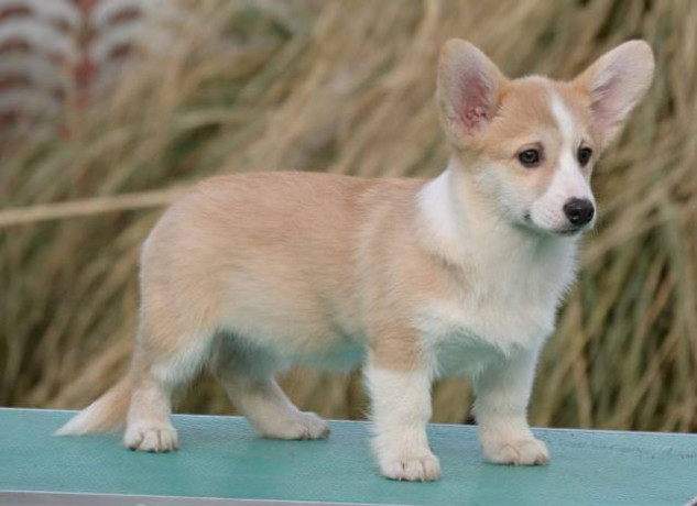 velski-korgi-welsh-corgi-pembroke-big-2