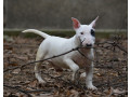 mini-bull-terijer-small-4