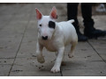 mini-bull-terijer-small-2