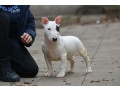 mini-bull-terijer-small-3