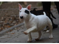 mini-bull-terijer-small-1