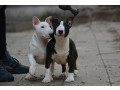 mini-bull-terijer-small-0