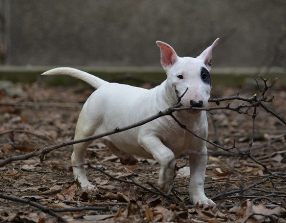 mini-bull-terijer-big-4