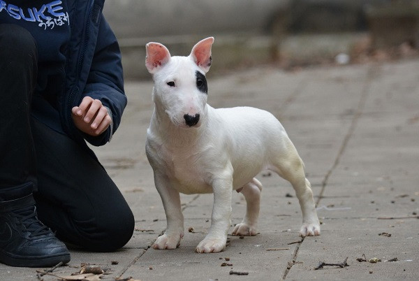 mini-bull-terijer-big-3