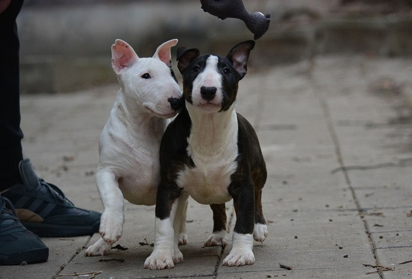mini-bull-terijer-big-0
