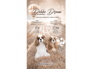 Kavalijer španijel kralja Čarlsa ! !