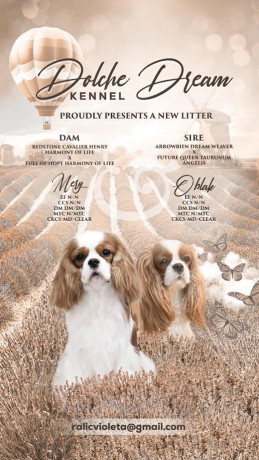 kavalijer-spanijel-kralja-carlsa-big-0