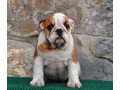 engleski-buldog-small-3