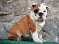 engleski-buldog-small-0