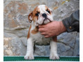 engleski-buldog-small-2