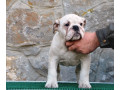 engleski-buldog-small-4