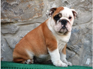 Engleski Buldog !