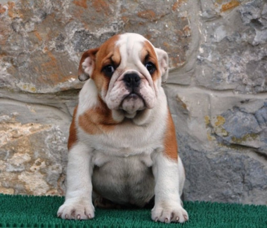 engleski-buldog-big-3
