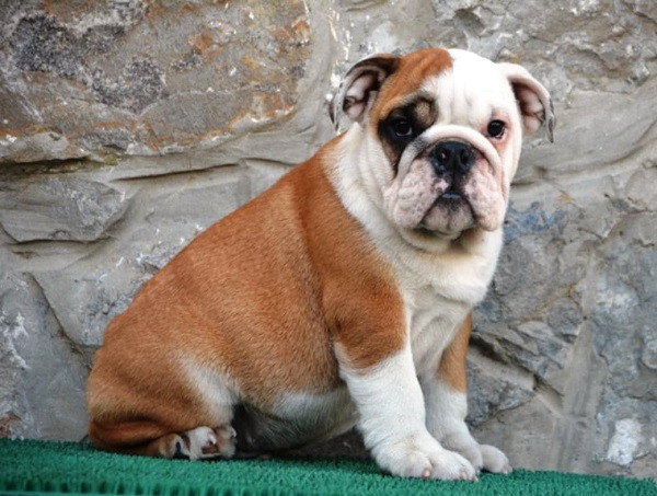 engleski-buldog-big-0
