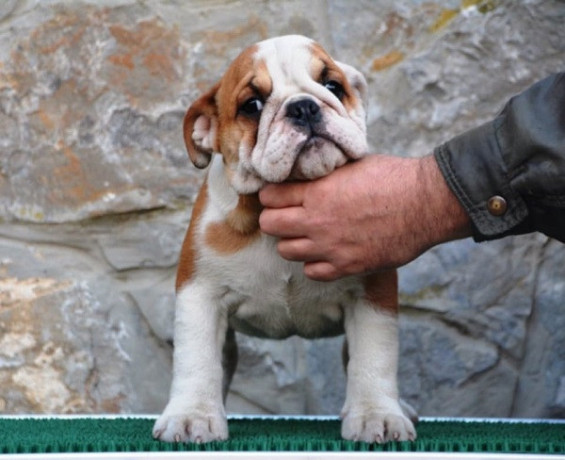 engleski-buldog-big-2
