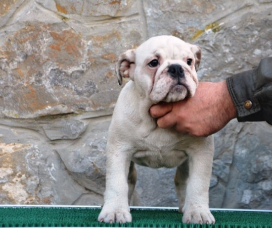 engleski-buldog-big-4