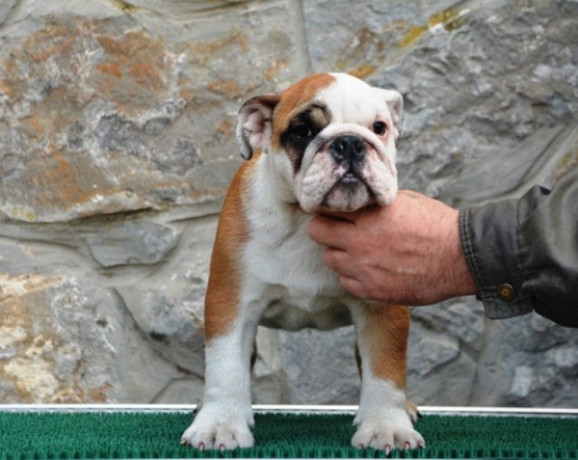 engleski-buldog-big-1