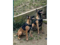 belgijski-ovcar-malinoa-small-3