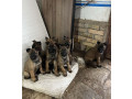 belgijski-ovcar-malinoa-small-4