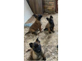 belgijski-ovcar-malinoa-small-2