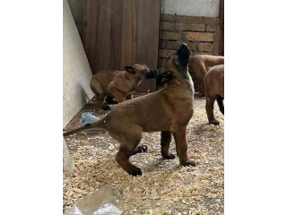 Belgijski Ovčar Malinoa !