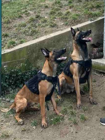 belgijski-ovcar-malinoa-big-3