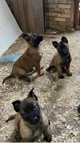 belgijski-ovcar-malinoa-big-2