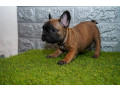 francuski-buldog-stenci-small-1