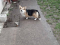 velski-korgi-pembrok-small-4