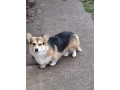 velski-korgi-pembrok-small-3