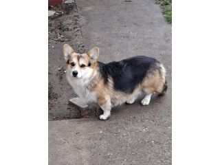 Velški Korgi Pembrok,..