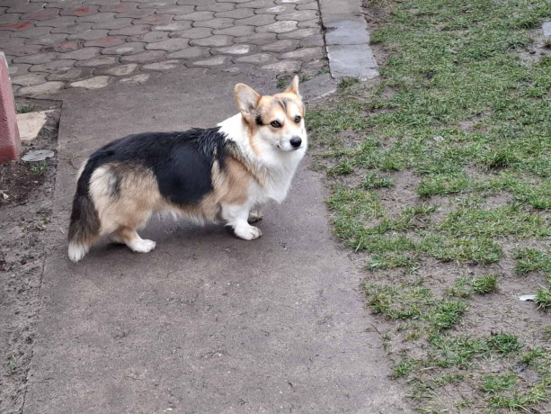 velski-korgi-pembrok-big-2