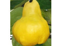 rezervacije-u-toku-za-sadnju-vocnih-sadnica-small-2