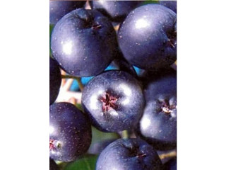 Rezervacije u toku za sadnju voćnih sadnica