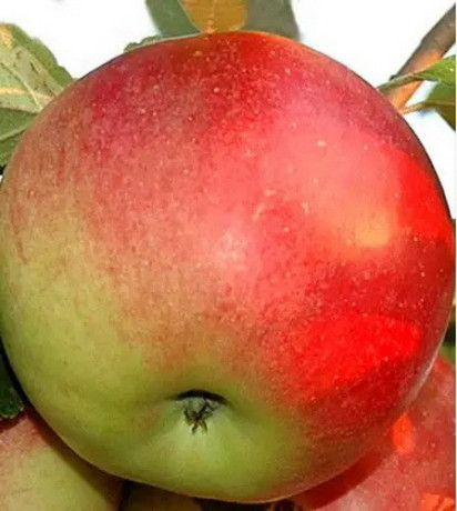 rezervacije-u-toku-za-sadnju-vocnih-sadnica-big-3