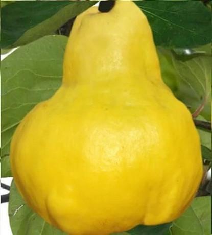 rezervacije-u-toku-za-sadnju-vocnih-sadnica-big-2